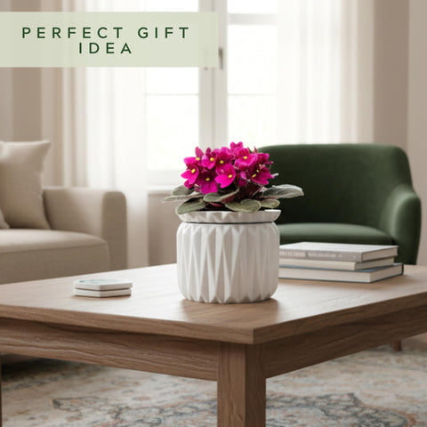 Thriving Thicket gift-ready packaging, ideal for plant lovers