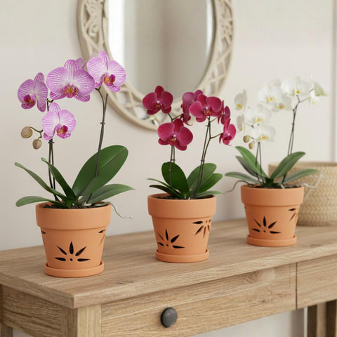Thriving Thicket indoor-outdoor orchid pot for versatile displays