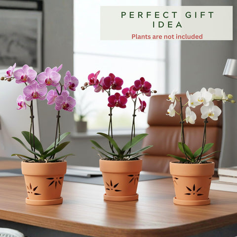 Thriving Thicket repotting orchid pot set for easy upgrades