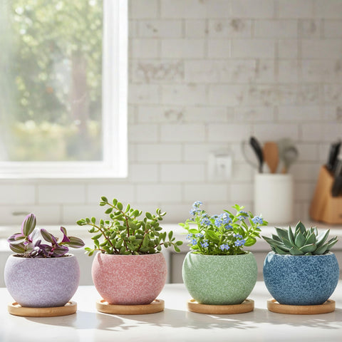 Thriving Thicket gift-ready succulent pots for plant lovers and decor.