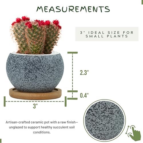Thriving Thicket succulent pot with drainage supports healthy growth for cacti.