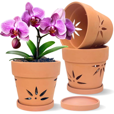 Thriving Thicket terracotta orchid pot 6-inch with drainage holes for healthy roots