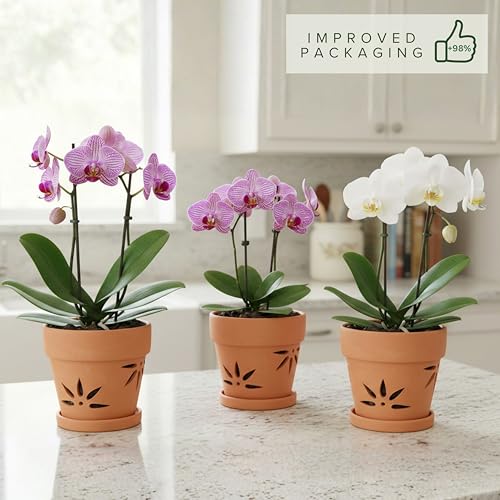 Thriving Thicket orchid pot with saucer set catching excess water