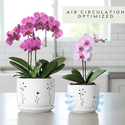 Thriving Thicket white ceramic orchid pot 6-inch showcasing clean modern style.