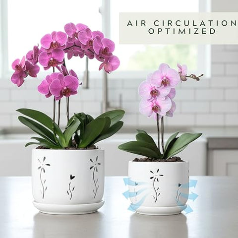 Thriving Thicket white ceramic orchid pot 6-inch showcasing clean modern style.