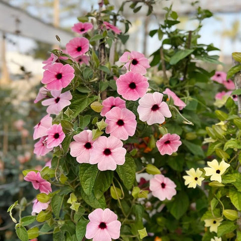 Thunbergia colorful bloom wall showing vertical garden effect