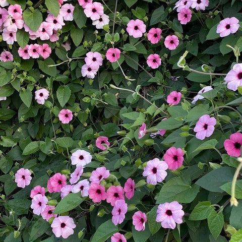 Thunbergia seed packet preview of heirloom non-gmo variety
