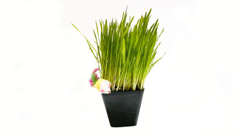 Thunder Acres Cat Grass Blend packaging emphasizes organic, non-GMO ingredients.