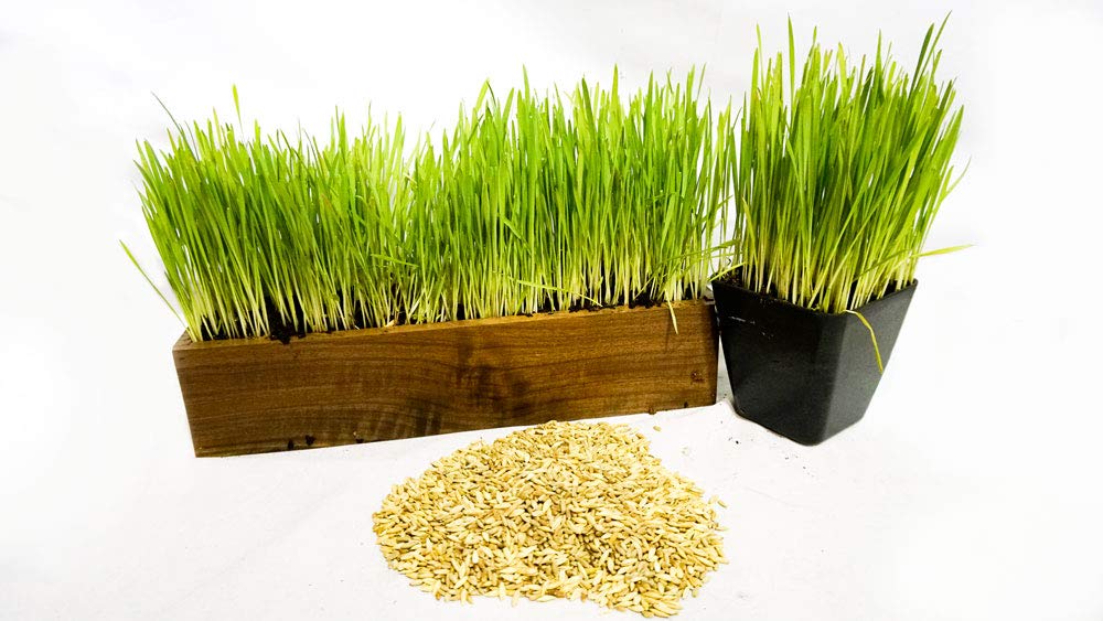 Thunder Acres Cat Grass Blend seed close-up highlights natural seed mix.