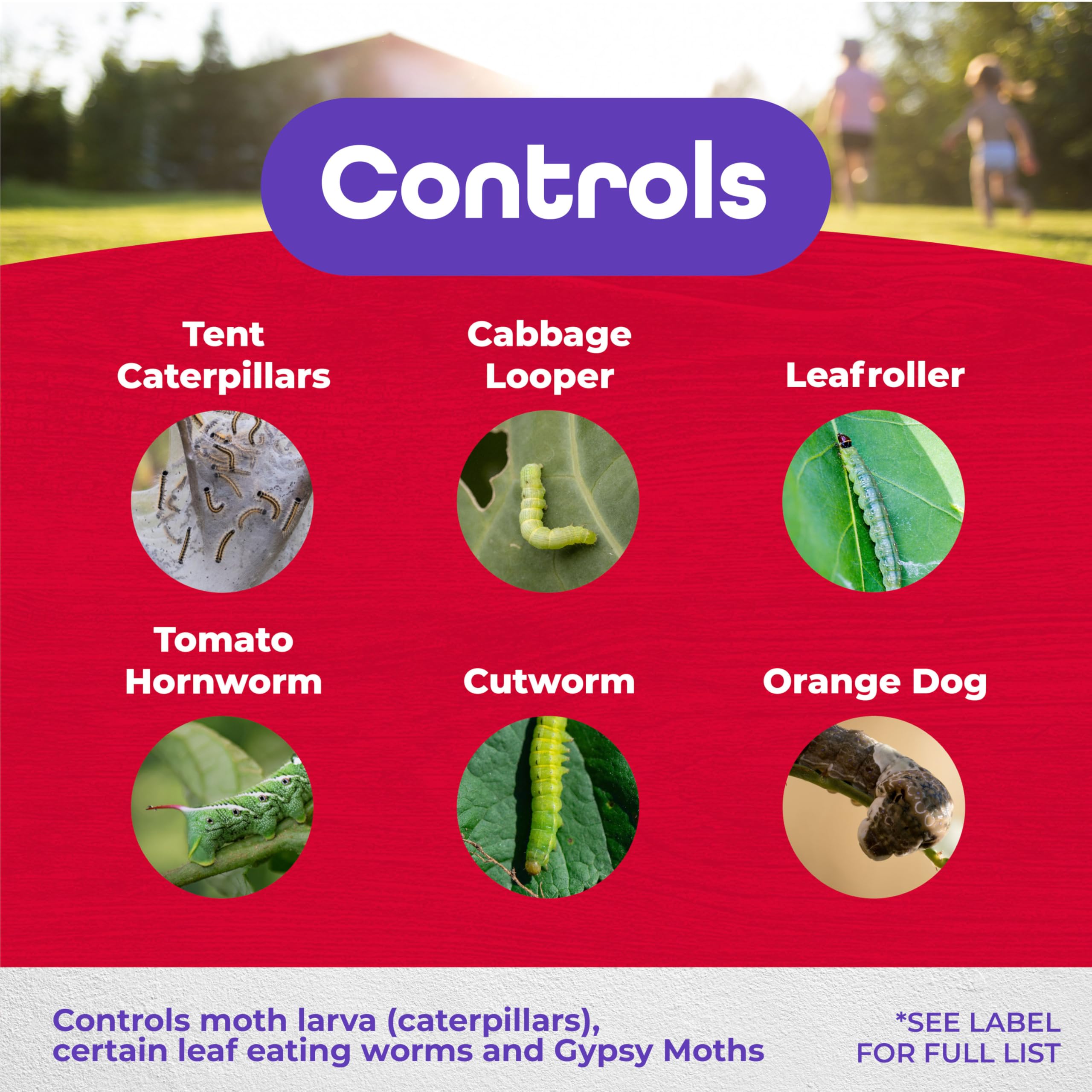 Thuricide BT spray on vegetables to protect crops from caterpillars.