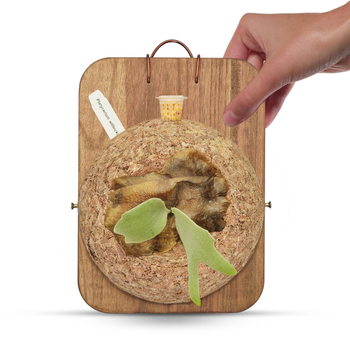 THXTYVM 11-inch moss ball on charcoal board for orchid display and healthy roots