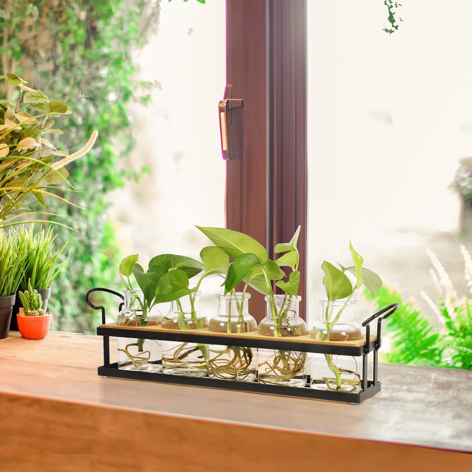 THYGIFTREE clear glass vases for propagation invite natural light display