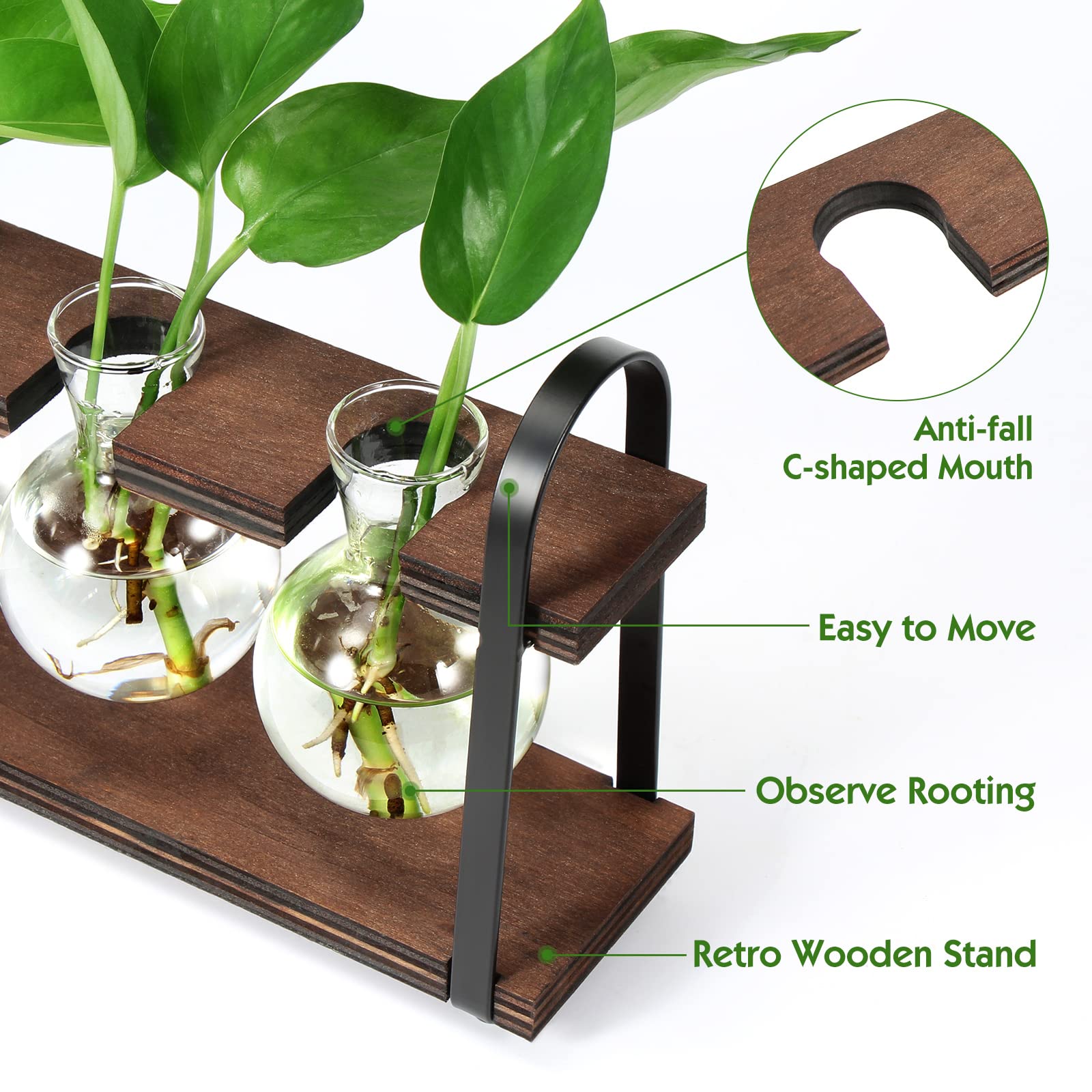 THYGIFTREE glass bulb vase lets you monitor roots and water changes.