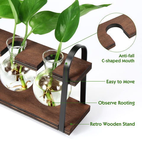 THYGIFTREE glass bulb vase lets you monitor roots and water changes.