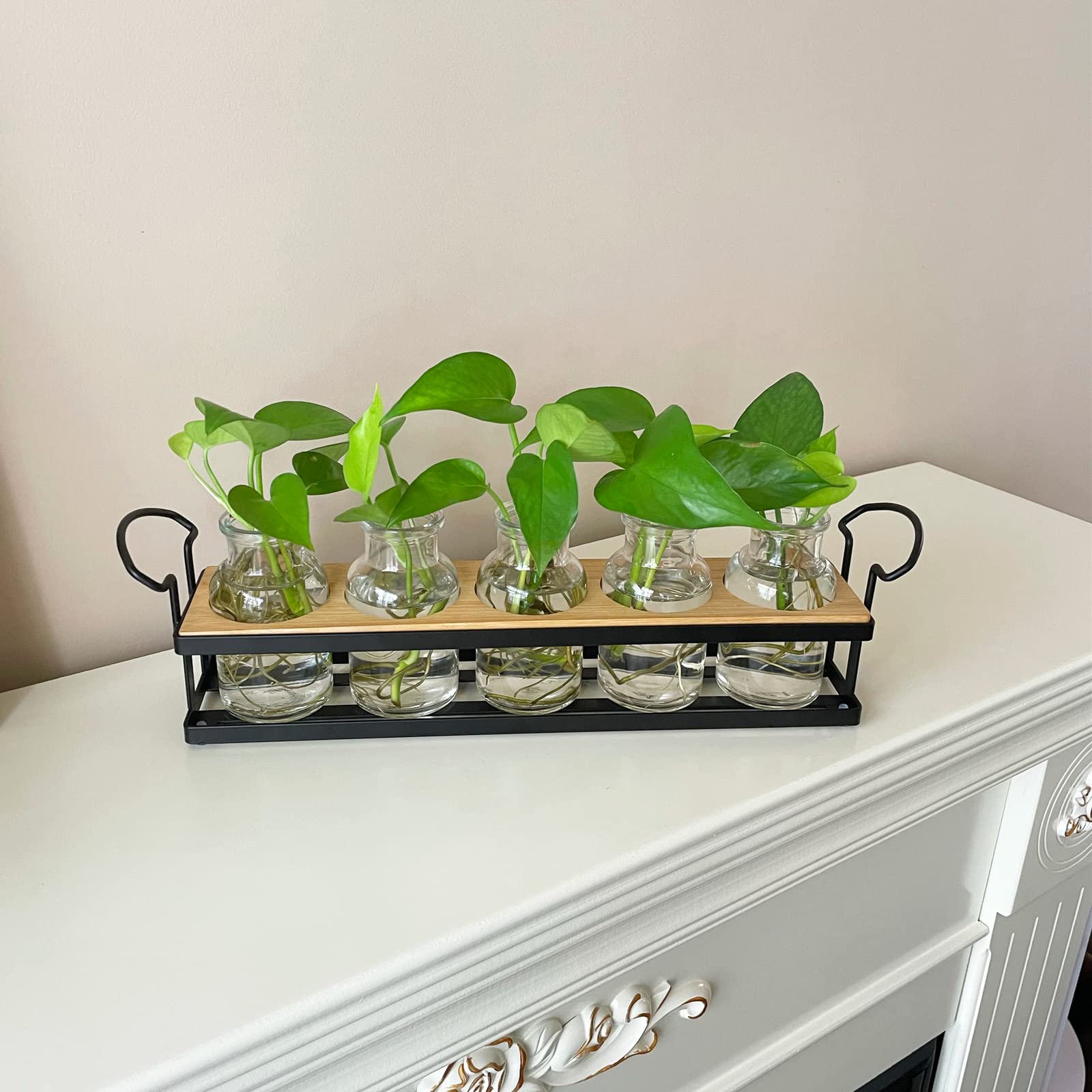THYGIFTREE hydroponic plant holder decor adds greenery to home or office