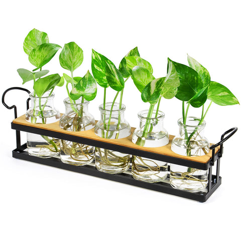 THYGIFTREE propagation station with metal stand on desk, ideal for rooting cuttings