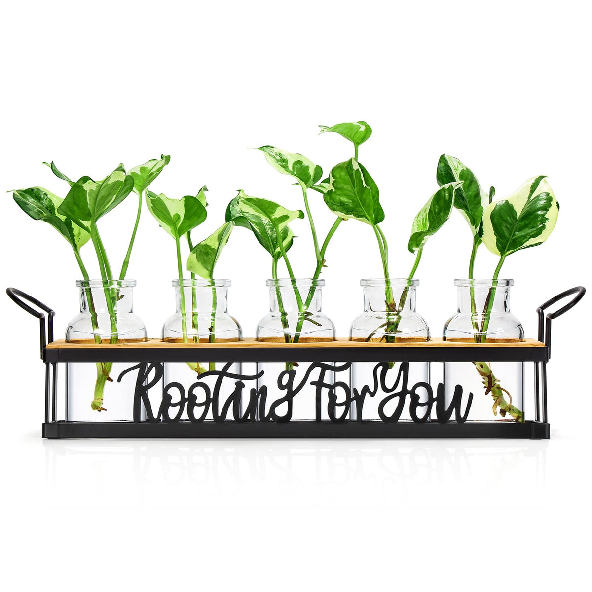 THYGIFTREE propagation station stand on a clean desk for stable display