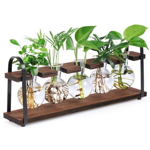 THYGIFTREE propagation station on a wooden stand, ideal for observing root growth in hydroponic cuttings.