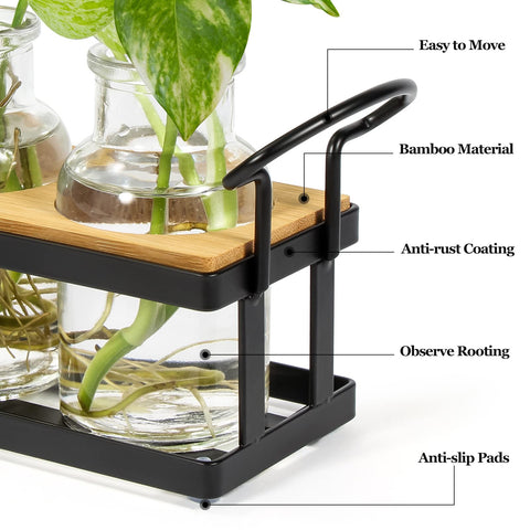 THYGIFTREE table-top terrarium with glass bottles, showcasing roots as plants establish