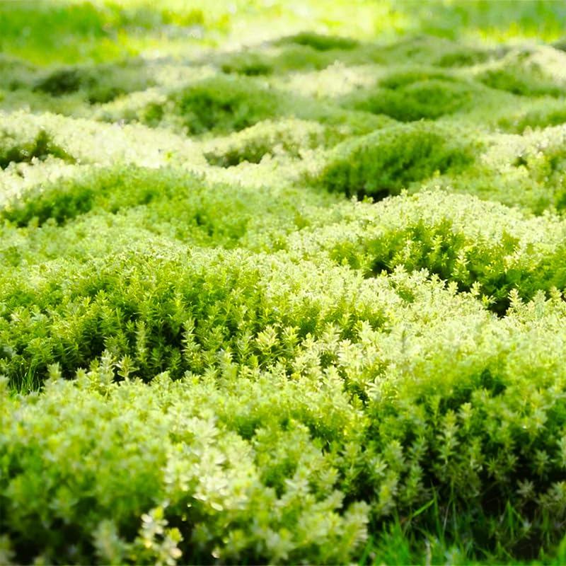 Thymus serpyllum creeping thyme thriving in sunny, dry garden conditions.