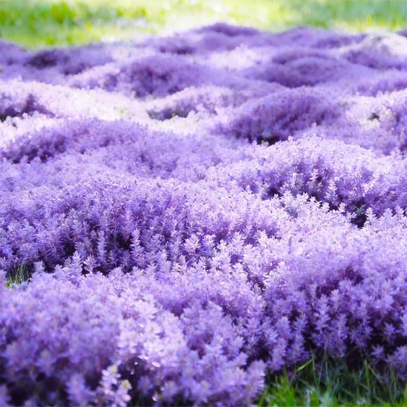 Mixed creeping thyme spreading mat across a garden bed and stepping stones for ground cover.