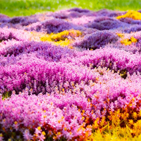 Creeping thyme edging a rockery for color and durable ground cover.