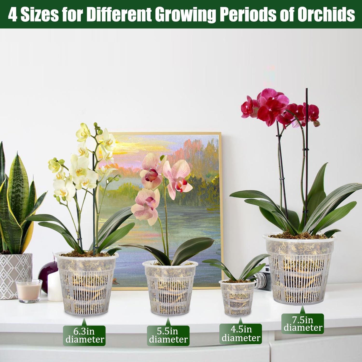 Tialero 6.3-inch clear orchid pot highlighting drainage and size rhythm