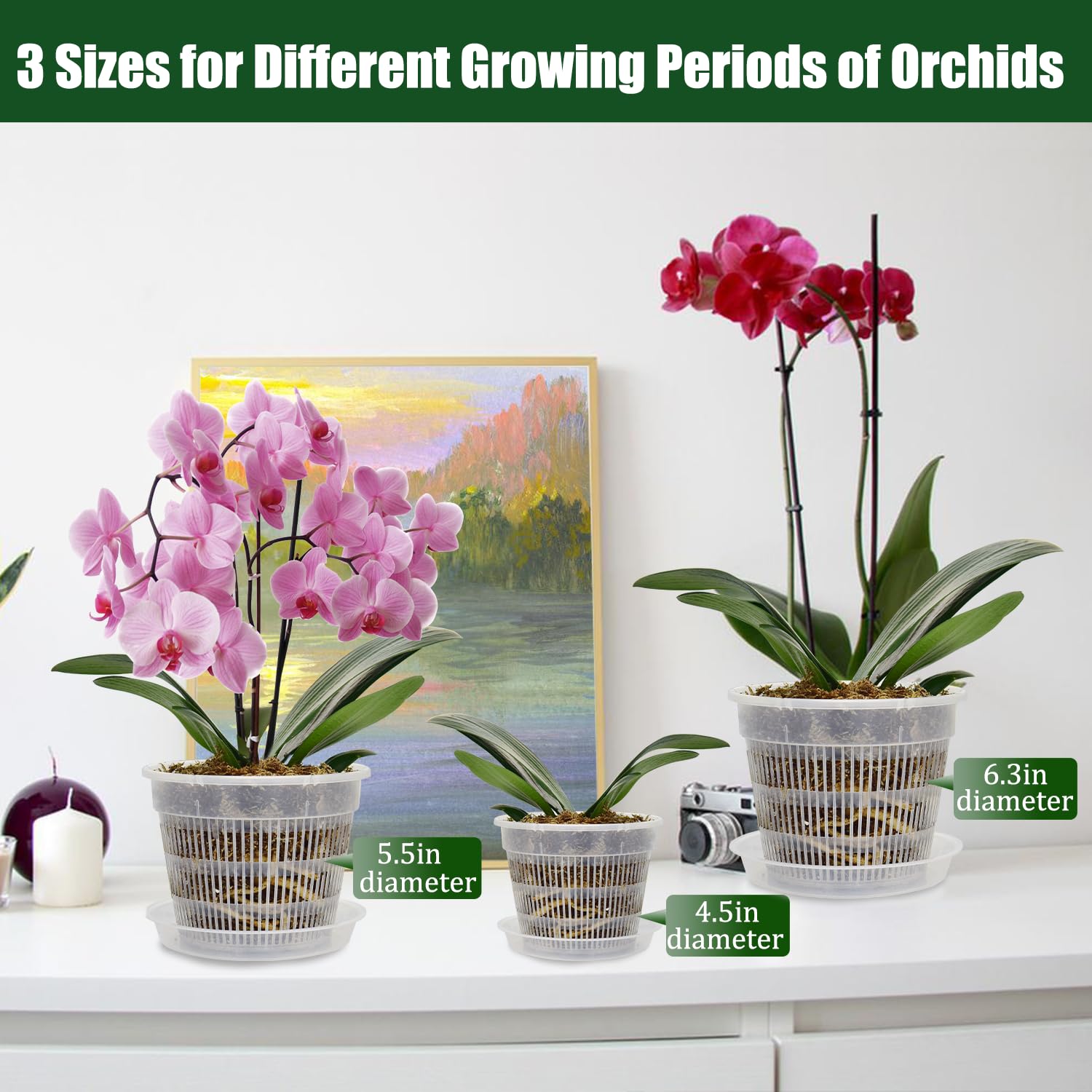 Tialero orchid pot 6.3in with saucer supports larger plants and runoff containment.