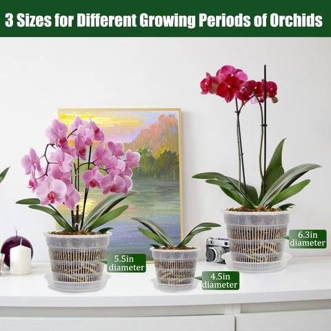 Tialero orchid pot 6.3in with saucer supports larger plants and runoff containment.