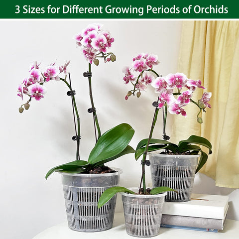 Tialero orchid pot three sizes helps flexible repotting and growth planning