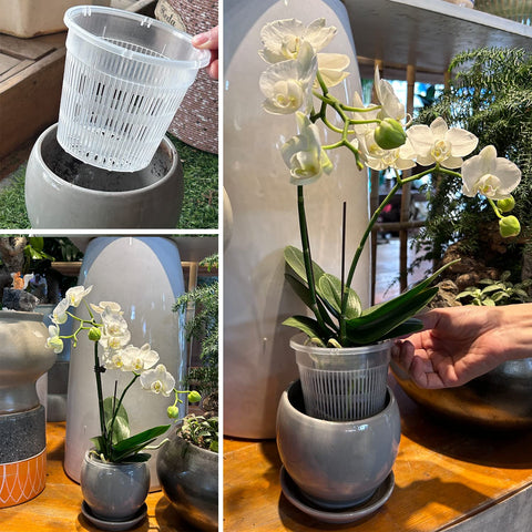 Tialero orchid pot with 360 ventilation holes supports healthy air flow.