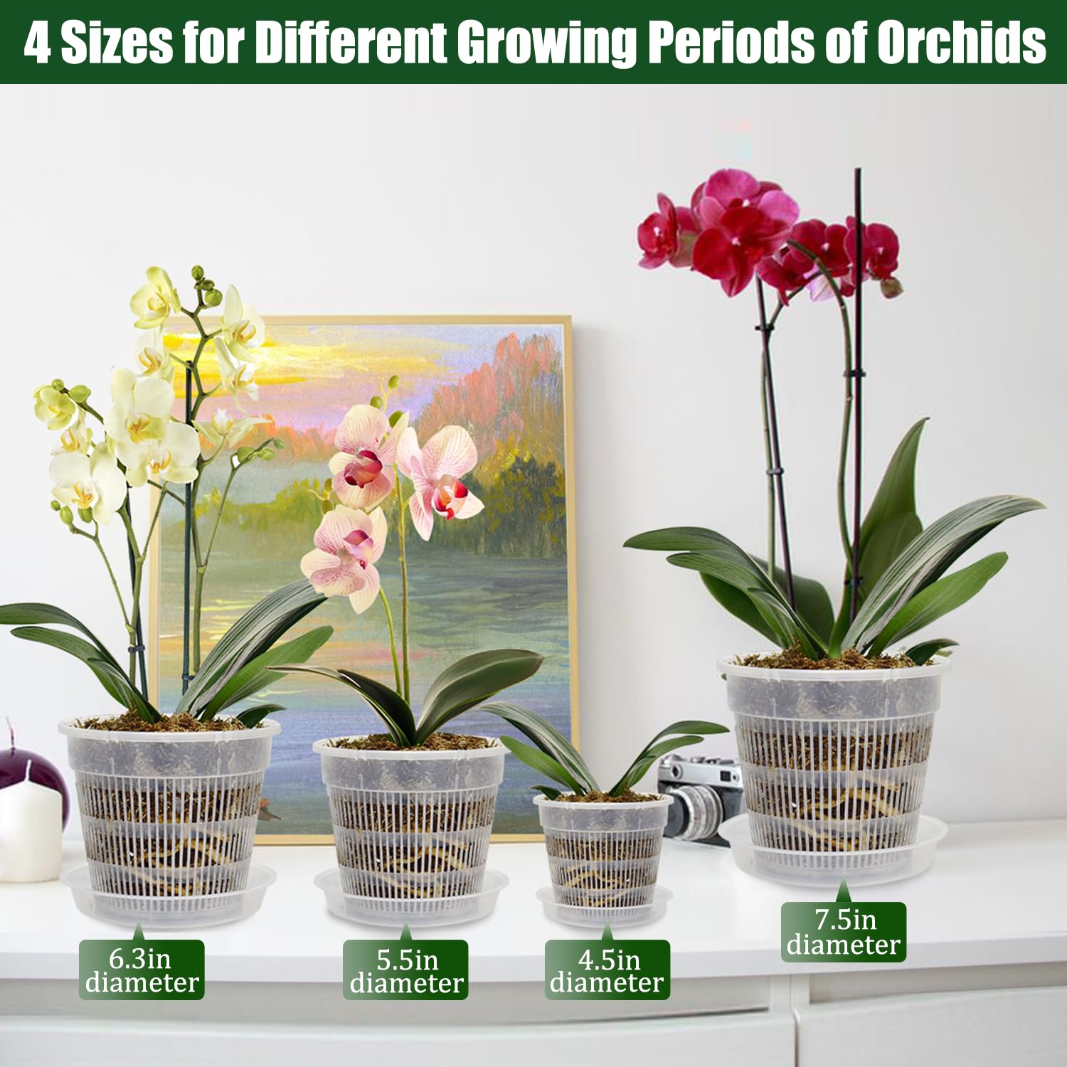 Tialero 6.3-inch clear orchid pot ideal for mid-size orchids and repotting