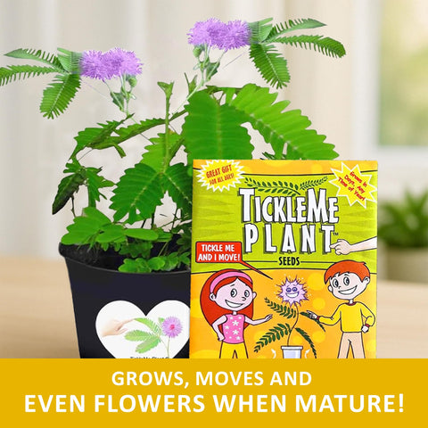 TickleMe Plant gift kit in a box, perfect gift.