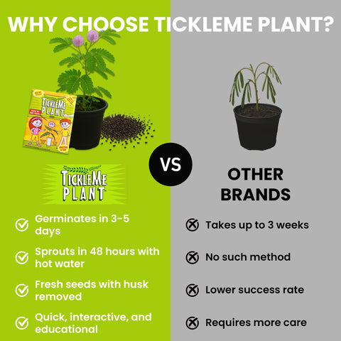 TickleMe Plant leaves closing in response to touch display.
