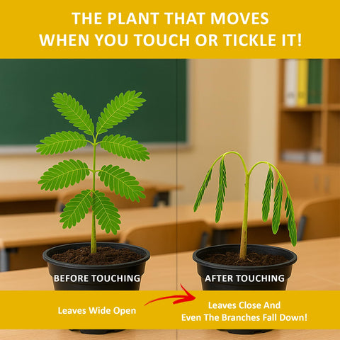 TickleMe Plant live plant touch reaction shows a responsive indoor plant