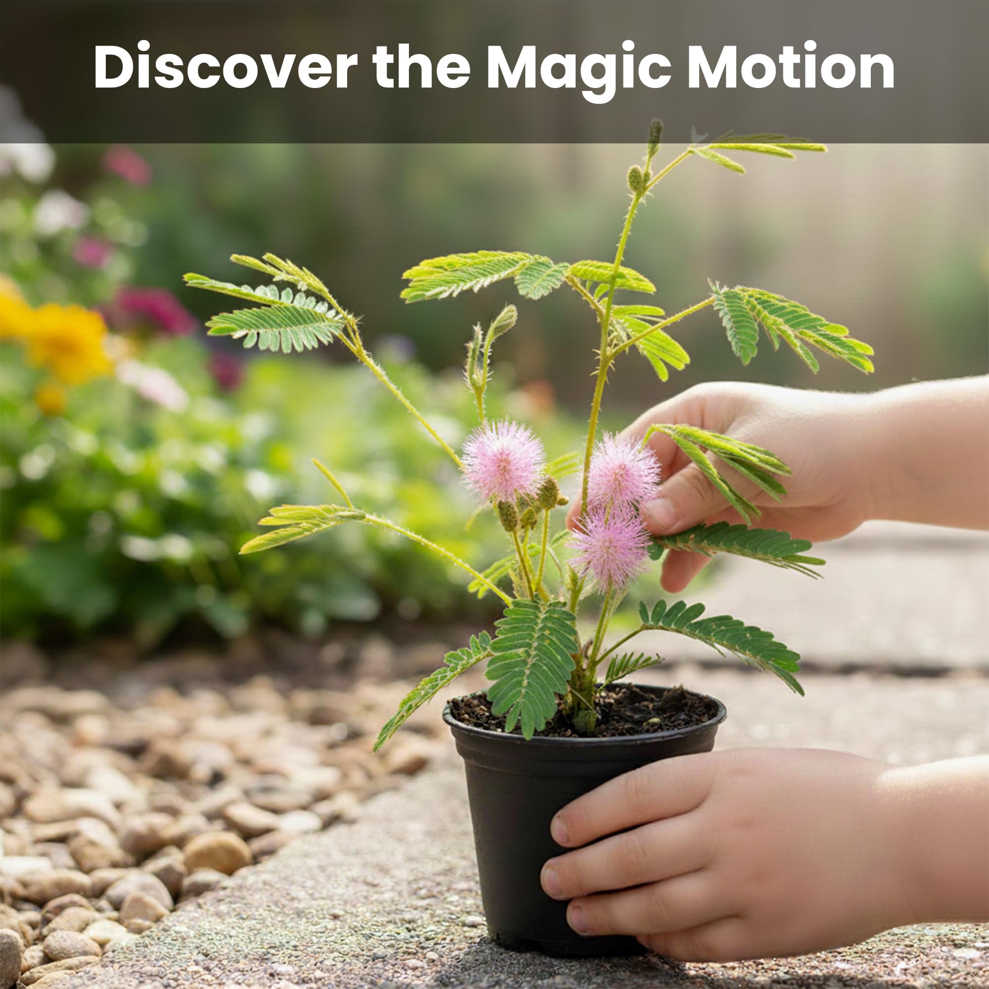 TickleMe Plant pink flowers preview on a mature plant