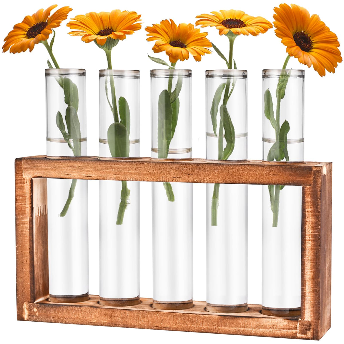 Tigvio desktop propagation station with wooden stand enhances home decor and plant propagation.