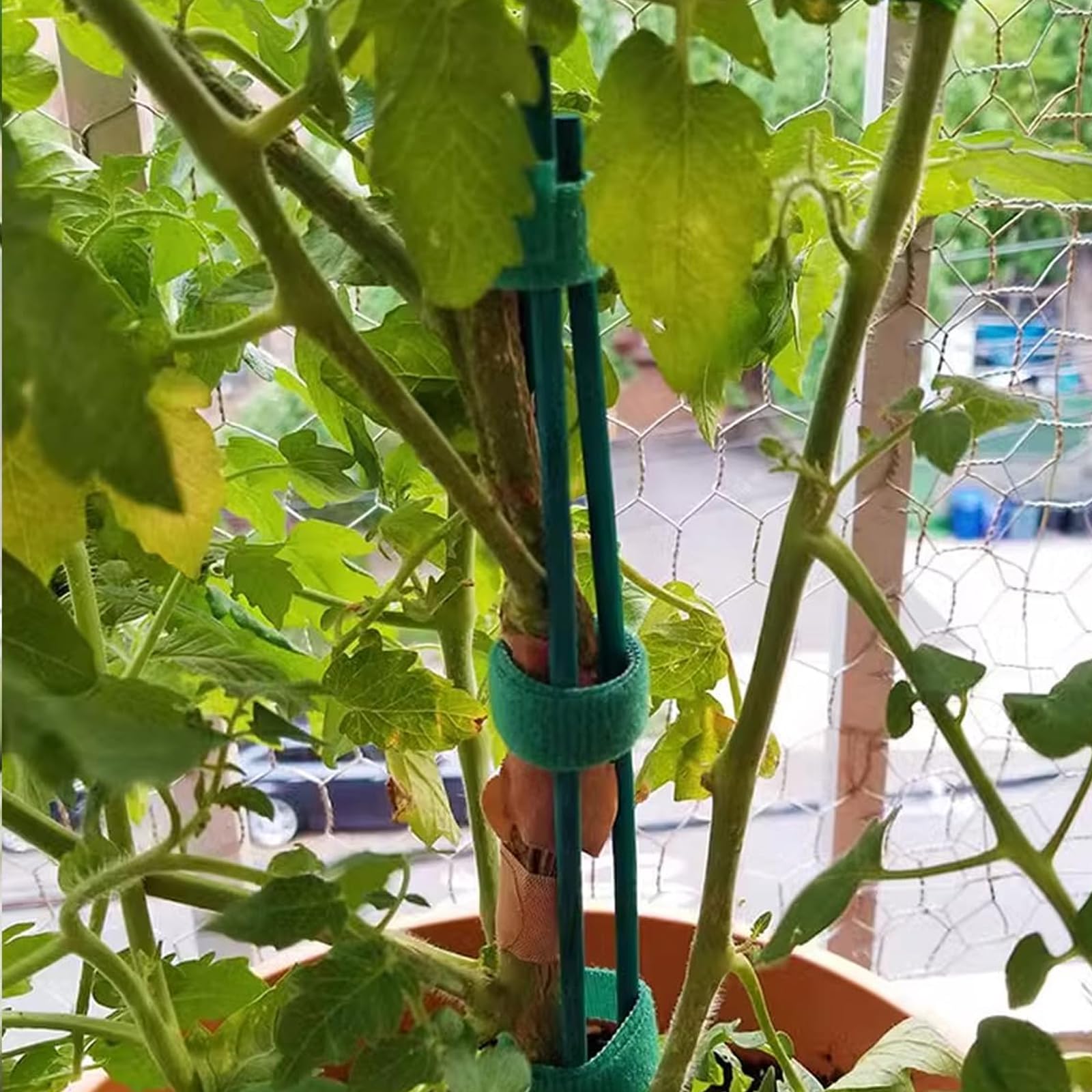 TIHOOD bamboo stake insertion point enables quick soil anchoring and upright growth.