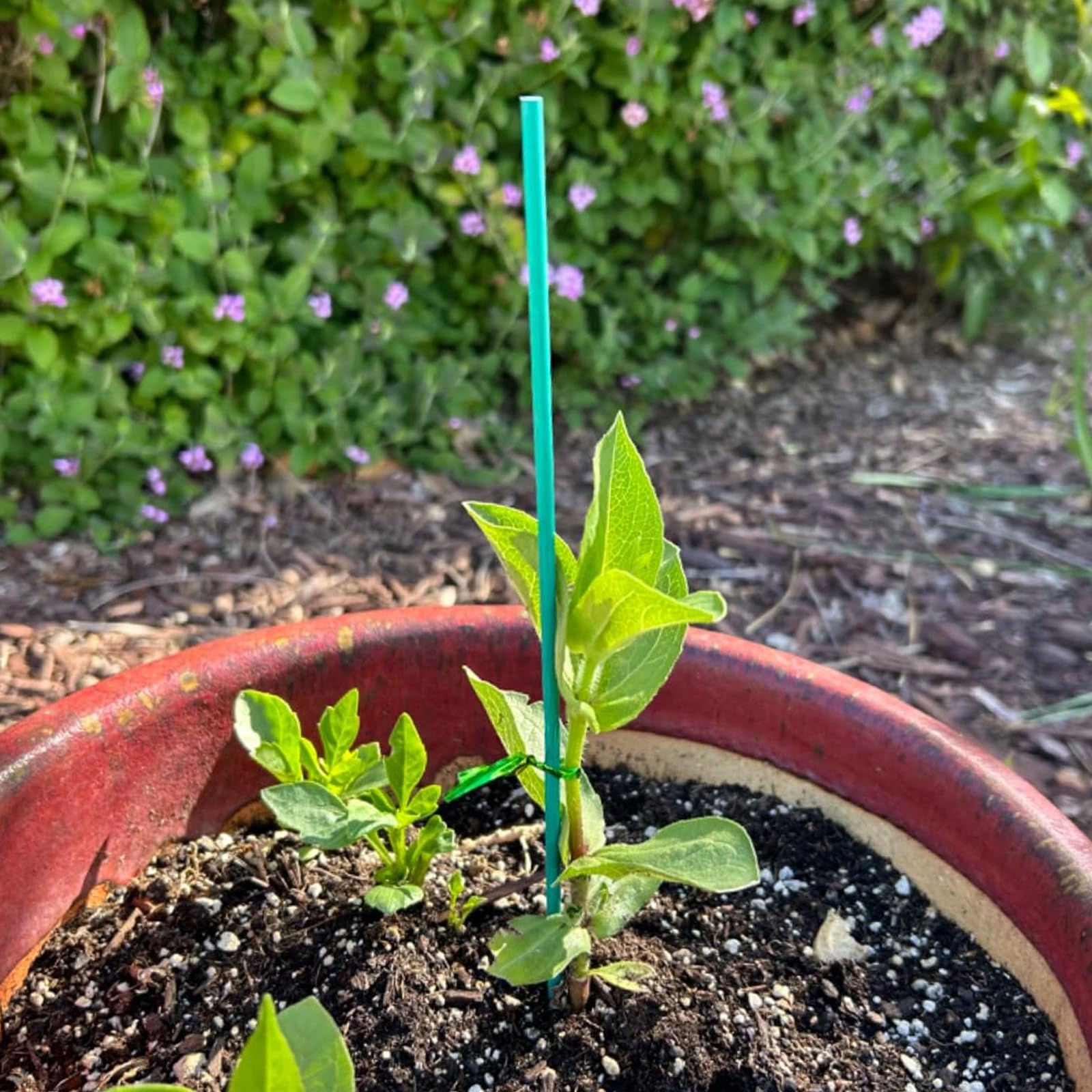 TIHOOD 100-pack metal twist tie provides sturdy, adjustable plant support.