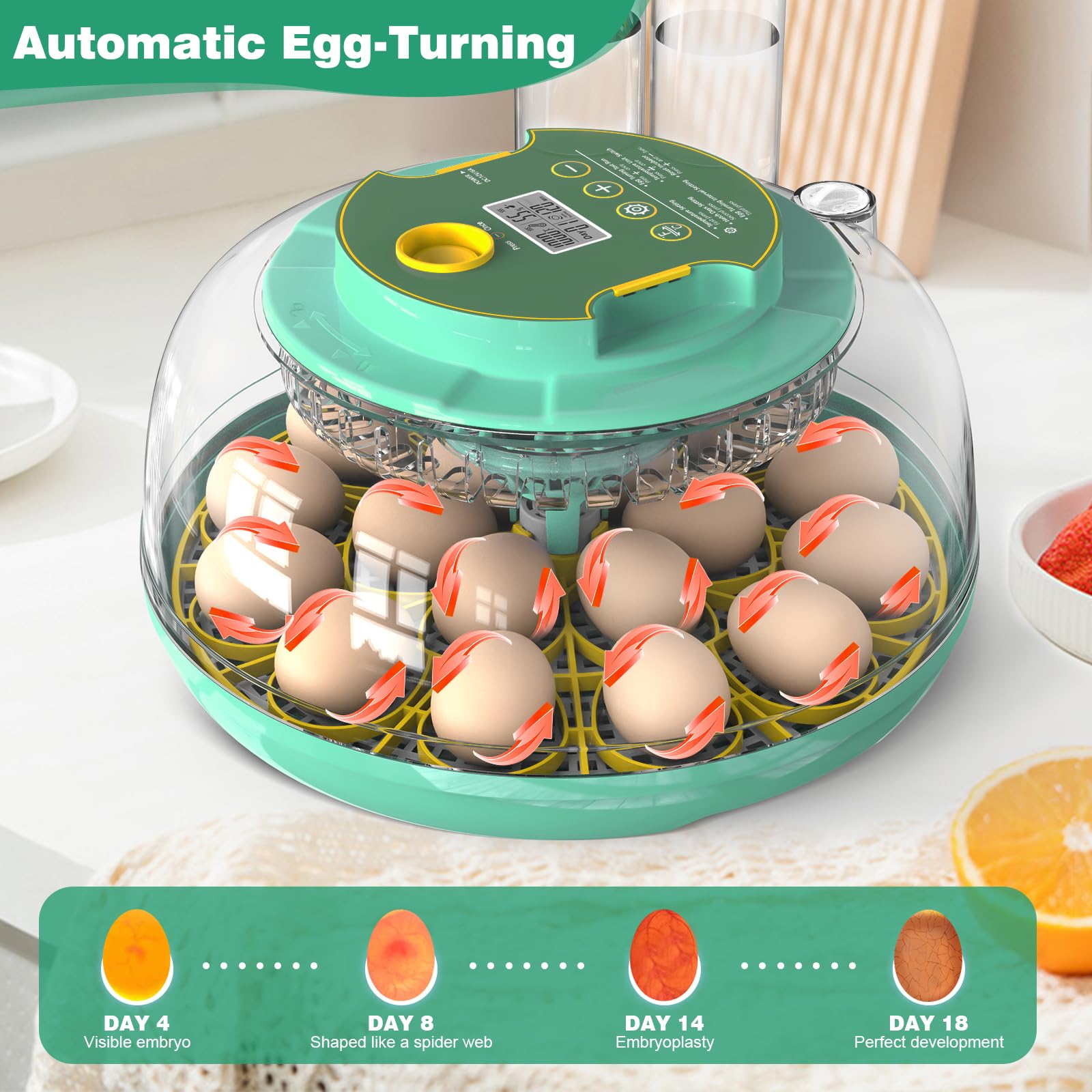 TIKJEN clear-view dome lets you observe eggs as they progress.