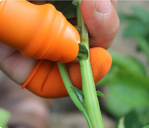 Time Pawnshop ideal for cucumber, strawberry, and grape picking during harvests.