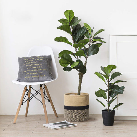 TIMEYARD black-bottom woven basket enhances large plant display