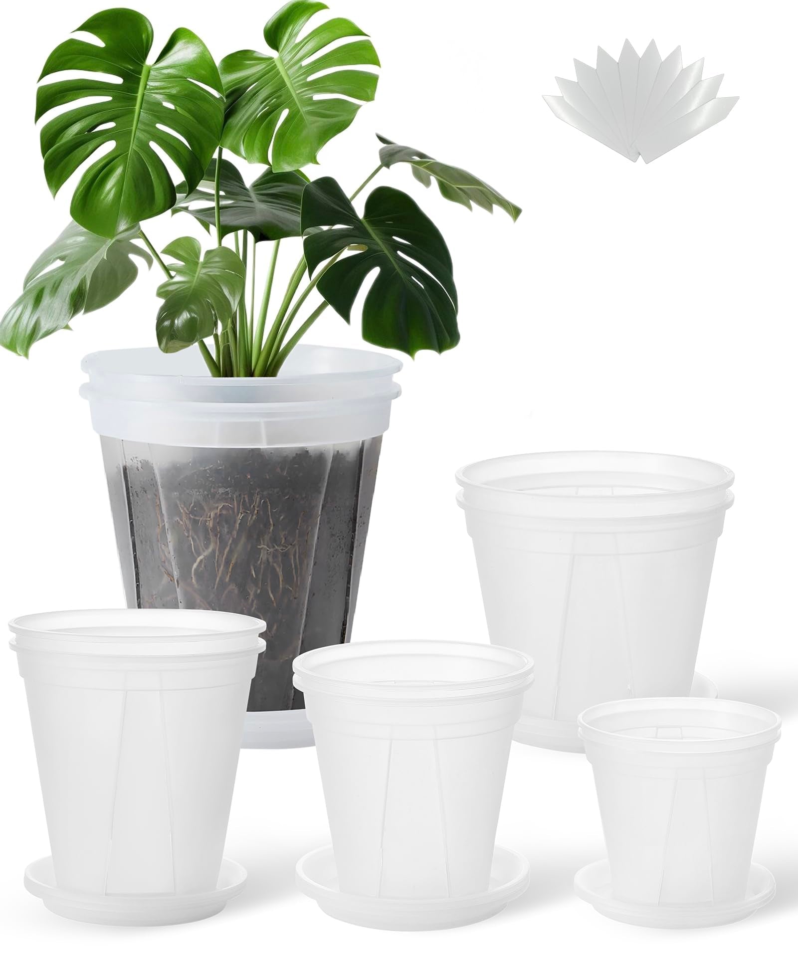 TineDew clear nursery pot 5-inch with saucer showing visible root health potential.