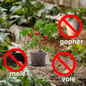 TineDew gopher basket three-gallon root basket guards roots for larger plants.