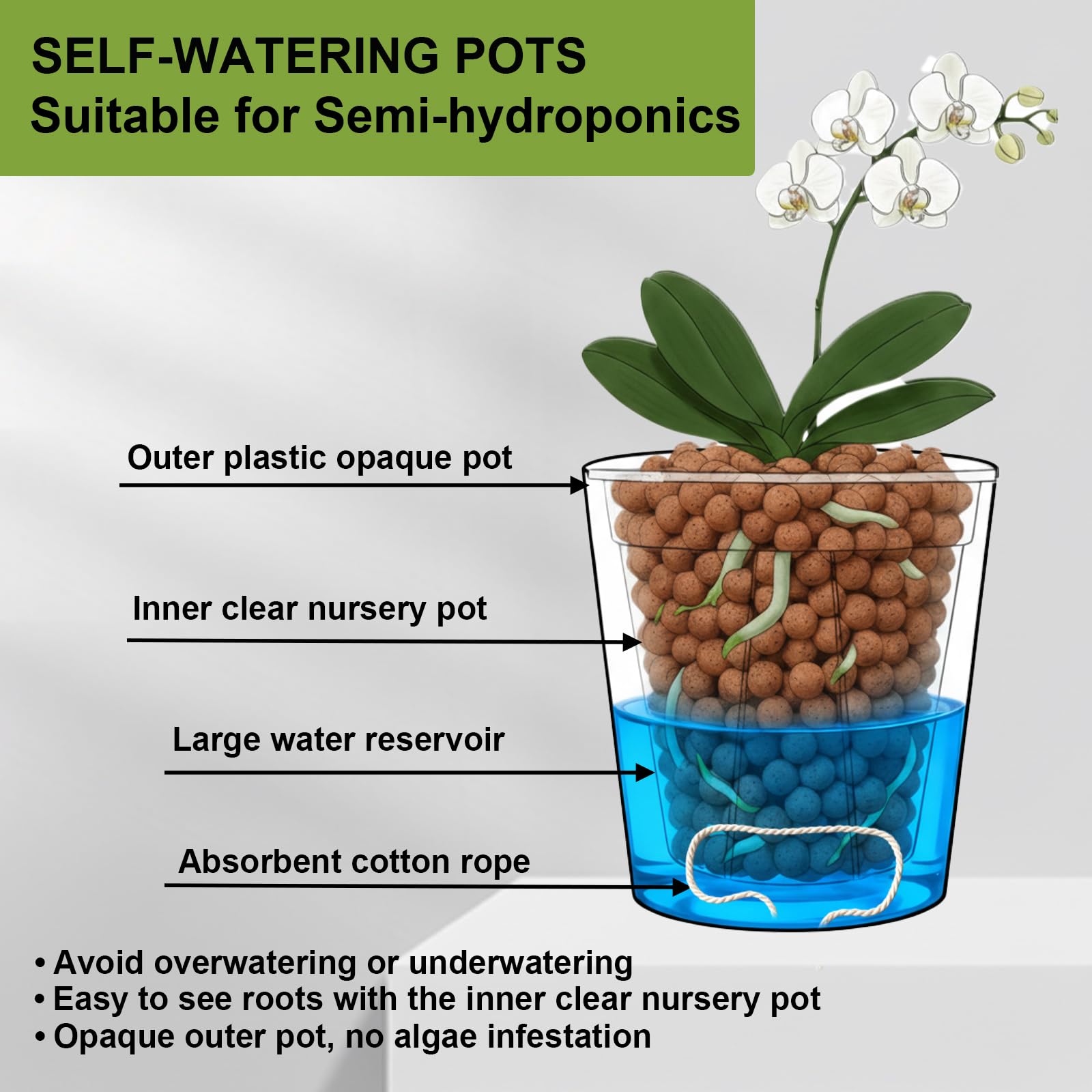 TineDew inner clear pot highlights root growth and moisture levels.