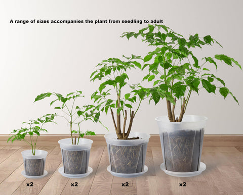 TineDew large clear nursery pot 6-inch with saucer supports healthy drainage and tidy surfaces.