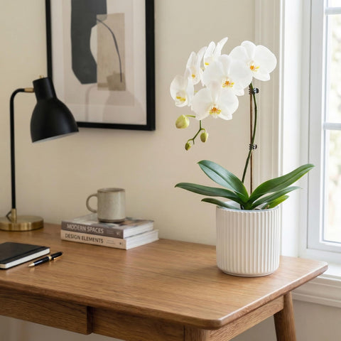 TineDew ideal for orchids, African violets, and herbs.