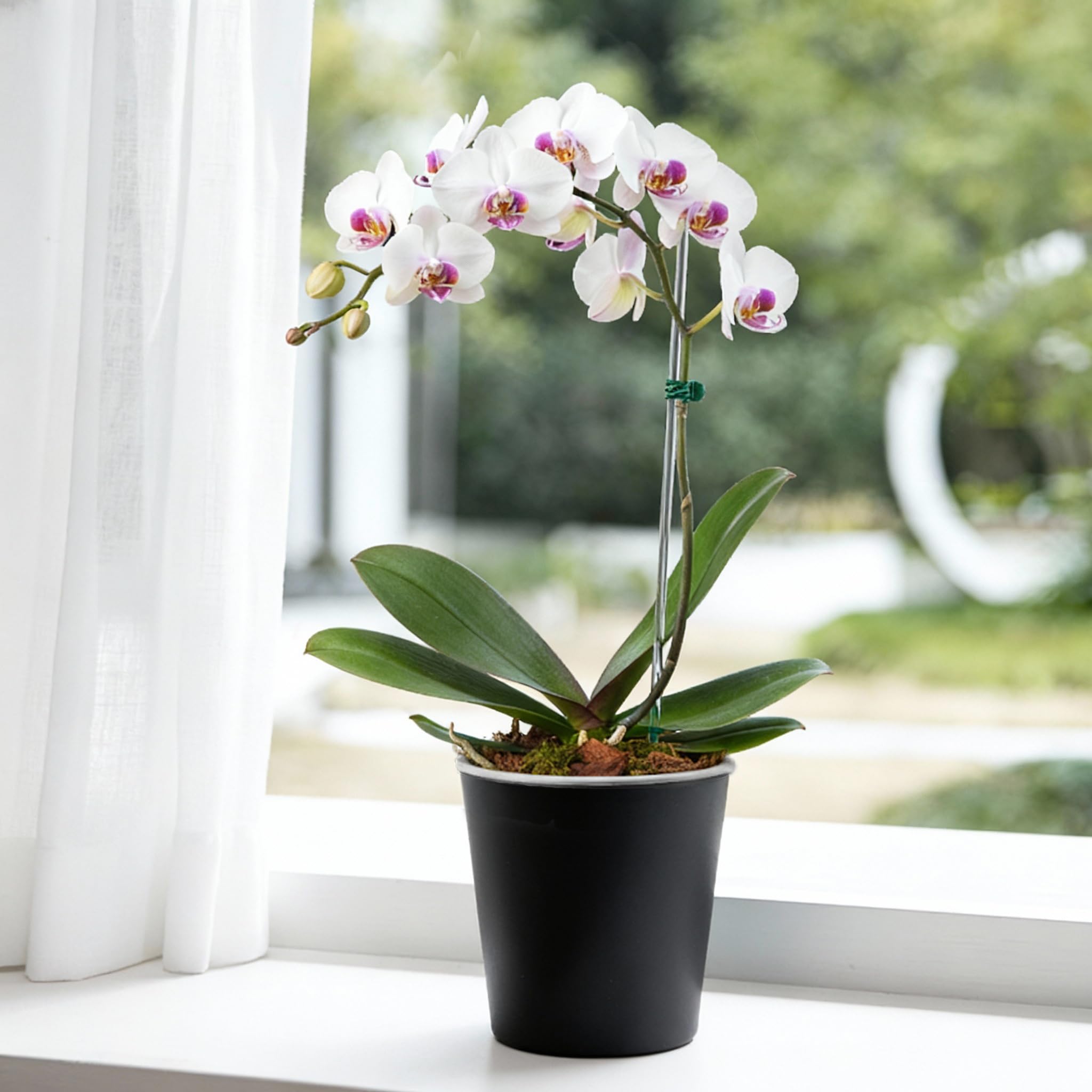 TineDew ideal for orchids, aroids, and Monstera displays.