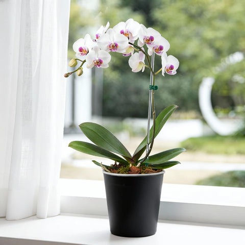 TineDew ideal for orchids, aroids, and Monstera displays.