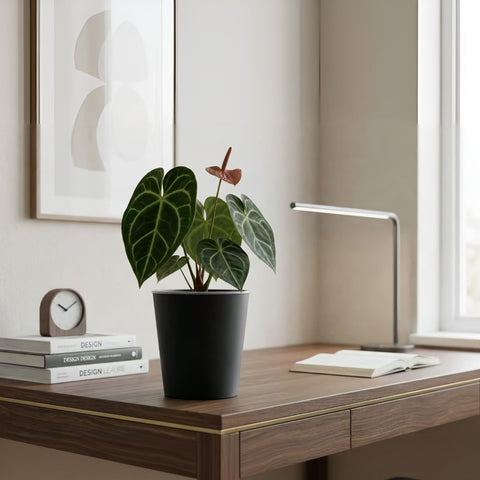 TineDew propagation-friendly design protects surfaces during plant swaps.